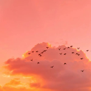 张柏芝跪下吃J8图片在线
